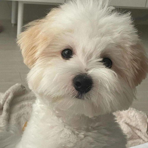 棉花面纱犬：棉花球造型