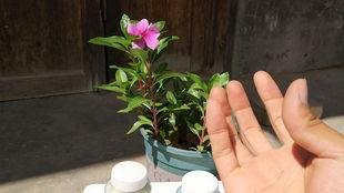 酸性花卉的肥料选择