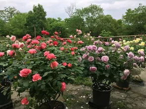 季节性的施肥和修剪