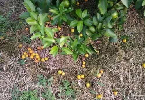 防治落果，果实梗美味