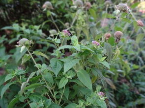 唇形科，大自然的调色板