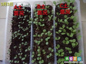 自己育苗的惊喜