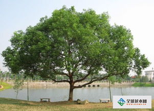 二、桂花种植技巧分享