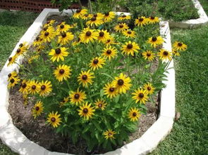 筋骨草和矾根的特点