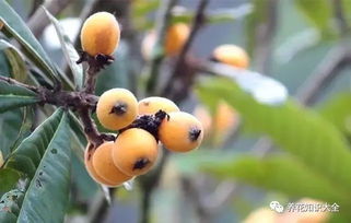 荷花玉兰与枇杷