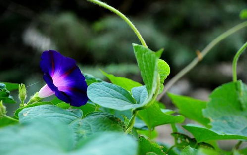 牵牛花叶子黄了是缺水还是病虫害