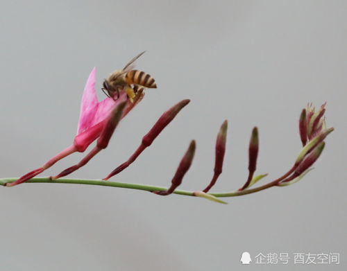 黄色、 红色、橘色花儿，招蜂引蝶神器