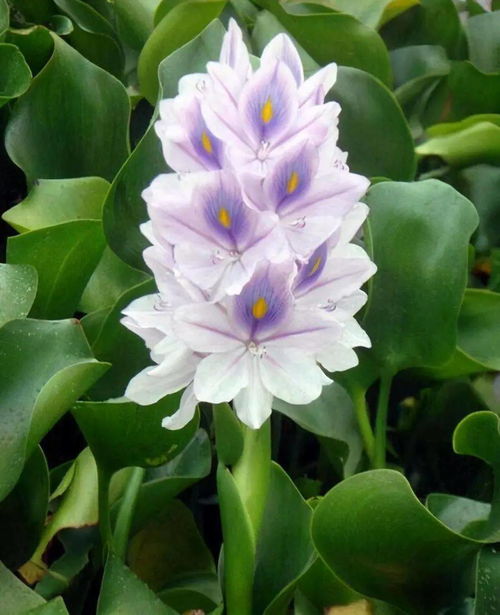 水中的宝：水葫芦和雨久花