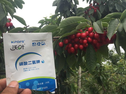 沃叶磷酸二氢钾， 好搭档