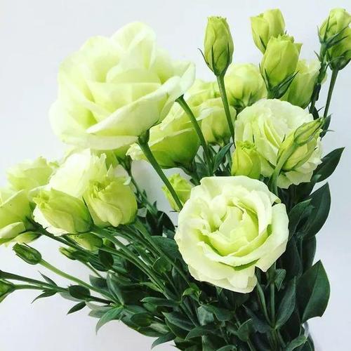 洋桔梗什么时候种？不同季节的种植方法有哪些