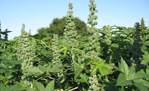 高温下种植蓖麻：生存法则揭秘