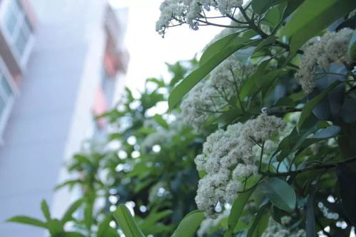 石楠花真的有神奇功效吗？它背后的奥秘是什么