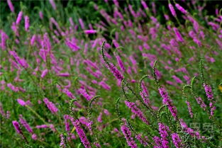 千屈菜种子可依播种200-250平方米，下面一起来堪堪1平米可依种植多少。