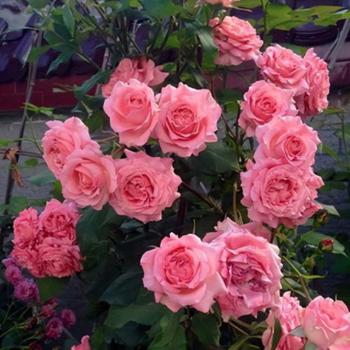 5. 珊瑚果冻月季， 耐热性极佳