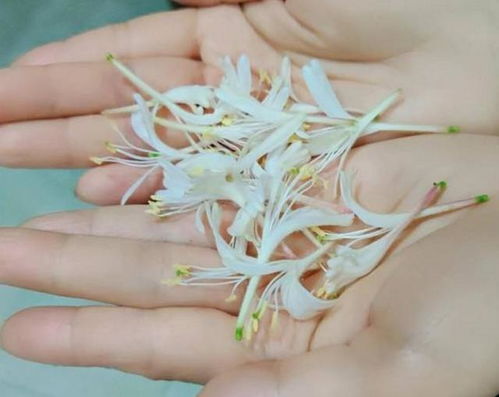 茉莉种子泡水，泡多久才是刚刚好？