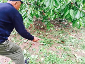 樱桃园的化学冒险：醋和甲维盐的神秘邂逅