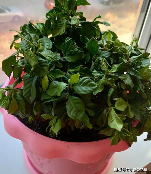栀子花叶子枯萎之谜，天气转凉竟成罪魁祸首？