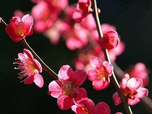梅花为什么不好成活？环境适应性差