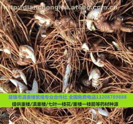 重楼种植前景与风险