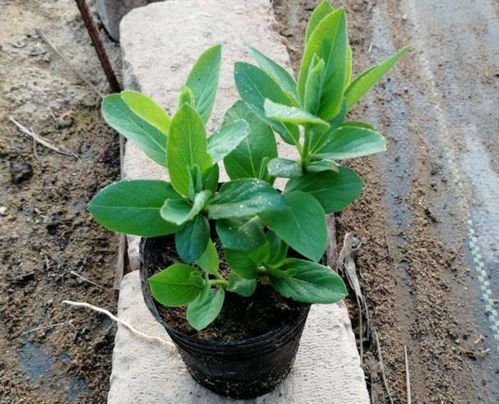 问题2：听说红花嫩招财？