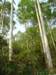 冬天怎么给树木剪枝， 让它长得geng快