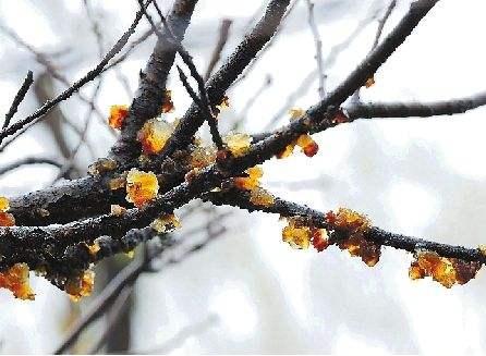 腊梅花不开花怎么办？试试调整光照和浇水频率