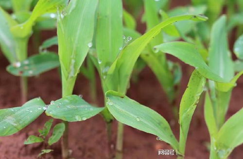 一、刚下雨多长时间Ke以施药？