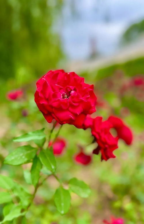 寻找那朵勇敢的花