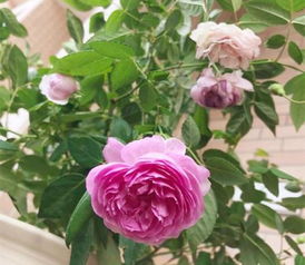 浇水过多，月季树会怎样？