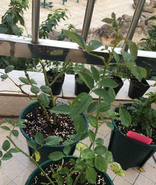 多烂根菌灵的神秘面纱：它是如何对抗烂根的？