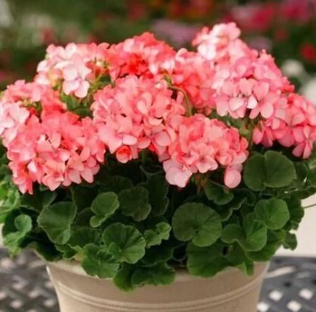 定期浇水， 别让水分成烦恼