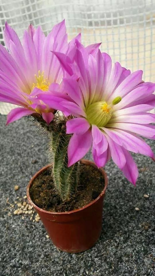 仙人掌如何开花？开一次花要等多久