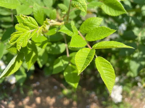 玫瑰月季傻傻分不清？花型、颜色、香味