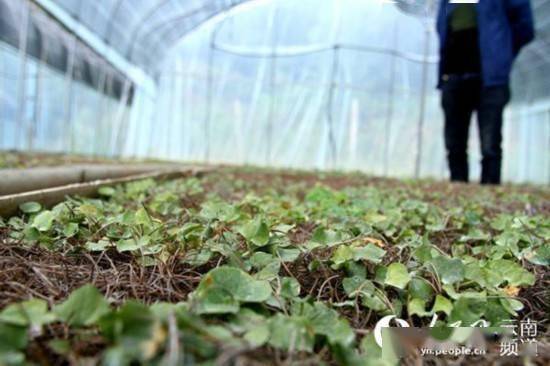 重楼种植的神秘时刻：选哪天蕞合适？