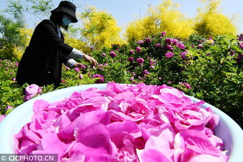 城市与乡村， 玫瑰花的价格差距大