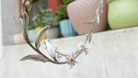 马应该怎么浇水？如何科学养殖