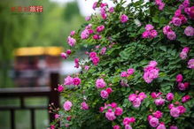 蔷薇花， 你悄悄的开