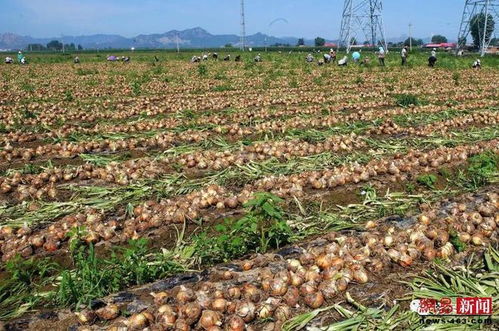 河北蔬菜种植大揭秘：特色蔬菜盘点