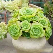 午后香气的来源