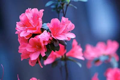杜鹃花寓意是什么？难道只是因为它的花红似火