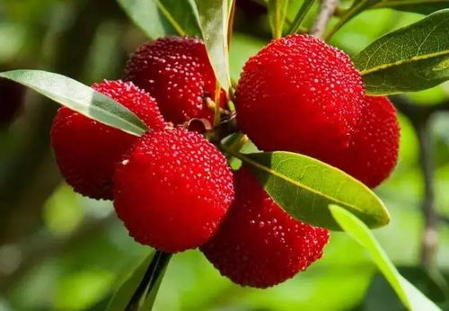 杨梅种子的价格之谜