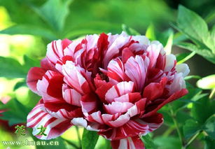 金镶玉月季：独特花色和形状