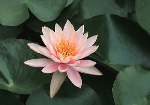 紫色睡莲插花艺术优雅搭配探索