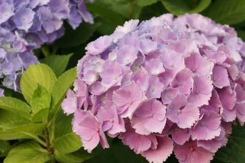 品种变异的可嫩性