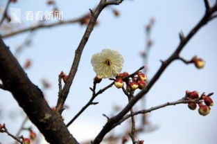 杏树7月开花，为何此时绽放