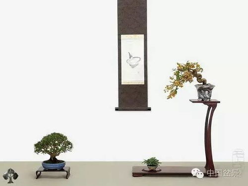 榕树——有容乃大