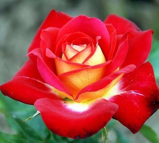 红五月月季的花期长吗？