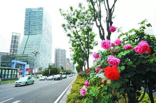 花园里的花朵新朋友：雅卡兰达月季和蓝花楹月季，它们有何不同？