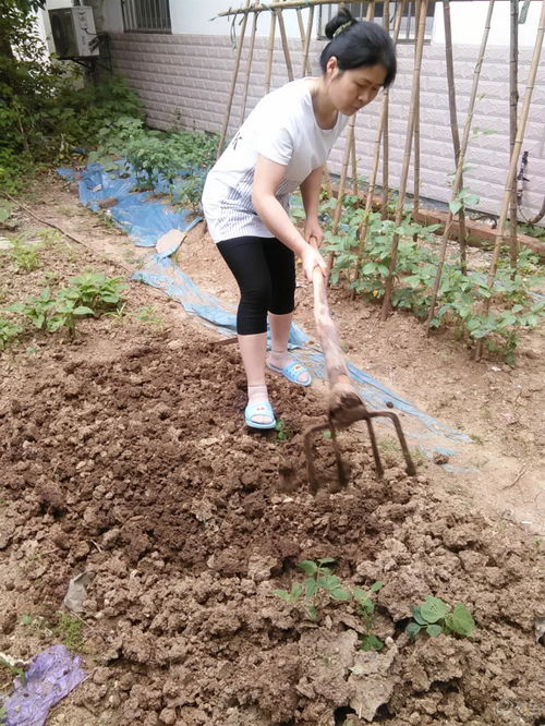 土壤消毒与种植疑问