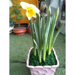 水仙的生态价值